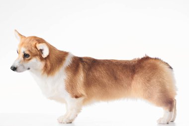 Pembroke Welsh Corgi portresi beyaz stüdyo arka planında izole edilmiş kopya alanı, safkan köpek