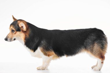 Pembroke Welsh Corgi portresi beyaz stüdyo arka planında izole edilmiş kopya alanı, safkan köpek