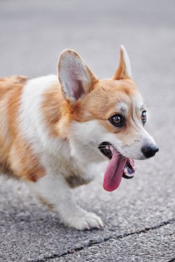 Pembroke Welsh Corgi yürüyüşe çıktı. Sonbahar parkında bir köpeğin portresi.