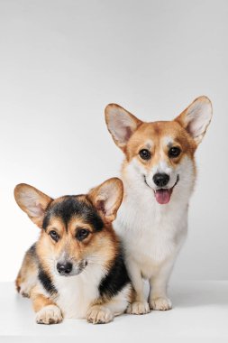 Pembroke Welsh Corgi portresi beyaz stüdyo arka planında kopyalanmış, iki safkan köpeğin ailesi