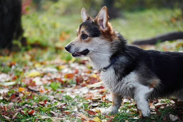 Pembroke Welsh Corgi Bei Einem Spaziergang Porträt Eines Hundes Herbstpark — Stockfoto