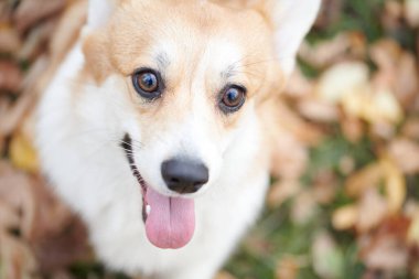 Pembroke Welsh Corgi yürüyüşe çıktı. Sonbahar parkında bir köpeğin portresi.