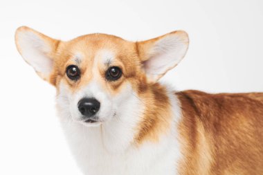 Pembroke Welsh Corgi portresi beyaz stüdyo arka planında izole edilmiş kopya alanı, safkan köpek