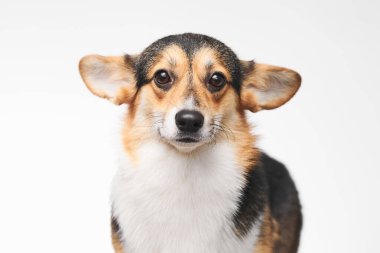 Pembroke Welsh Corgi portresi beyaz stüdyo arka planında izole edilmiş kopya alanı, safkan köpek