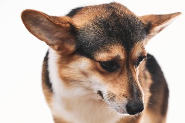 Pembroke Welsh Corgi portresi beyaz stüdyo arka planında izole edilmiş kopya alanı, safkan köpek
