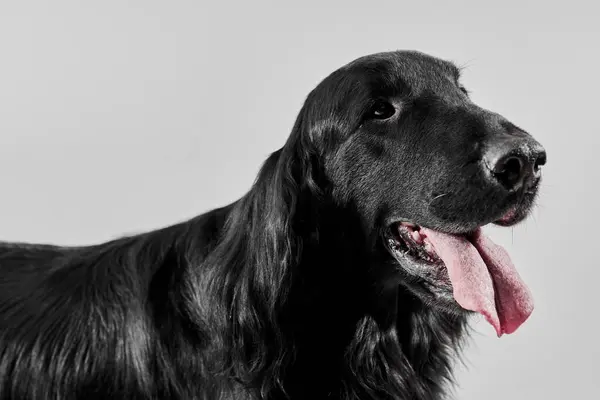 白いスタジオの背景に隔離された黒い平らな上塗を施してあるレトリーバーの肖像画 純血の犬 — ストック写真
