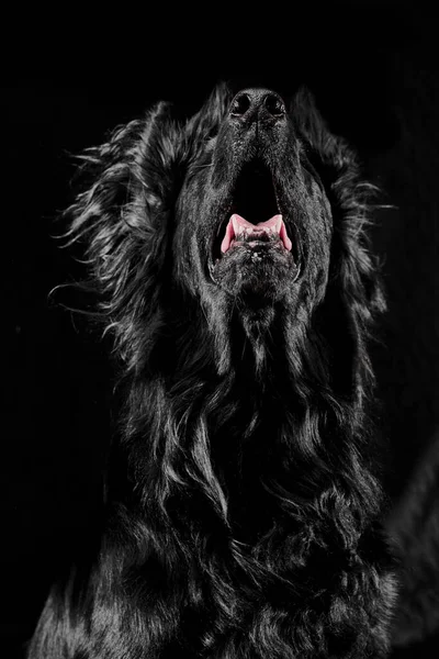 Portrait Black Flat Coated Retriever Isolated Dark Gray Studio Background — Stock Photo, Image