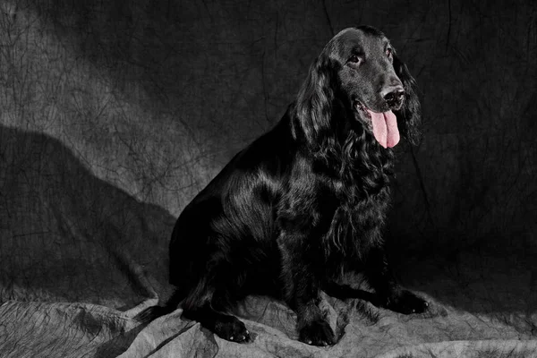 Portrait Black Flat Coated Retriever Isolated Dark Gray Studio Background — Stock Photo, Image