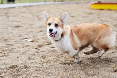 Pembroke Welsh Corgi yürüyüşe çıktı. Sonbahar parkında bir köpeğin portresi.