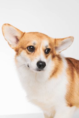Pembroke Welsh Corgi portresi beyaz stüdyo arka planında izole edilmiş kopya alanı, safkan köpek