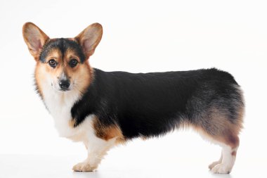 Pembroke Welsh Corgi portresi beyaz stüdyo arka planında izole edilmiş kopya alanı, safkan köpek