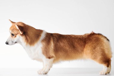 Pembroke Welsh Corgi portresi beyaz stüdyo arka planında izole edilmiş kopya alanı, safkan köpek