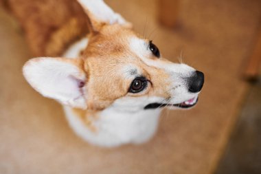 Stüdyo arka planında Pembroke Welsh Corgi, köpek ağızlığının yakın plan portresi