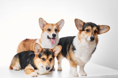 Pembroke Welsh Corgi portresi beyaz stüdyo arka planında kopyalanmış, üç safkan köpekten oluşan aile.