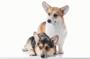 Pembroke Welsh Corgi portresi beyaz stüdyo arka planında kopyalanmış, iki safkan köpeğin ailesi