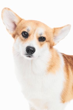 Pembroke Welsh Corgi portresi beyaz stüdyo arka planında izole edilmiş kopya alanı, safkan köpek