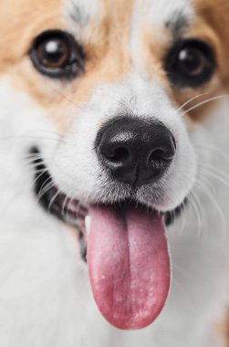 Stüdyo arka planında Pembroke Welsh Corgi, gülümseyen köpeğin dil gösteren portresi.