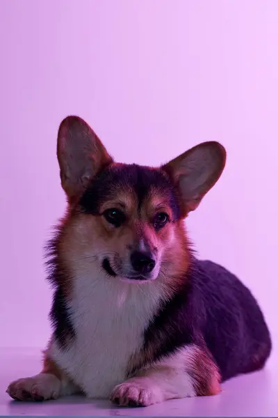 彭布罗克威尔士科尔吉肖像画独立在白色工作室背景与复制空间 纯种狗 — 图库照片