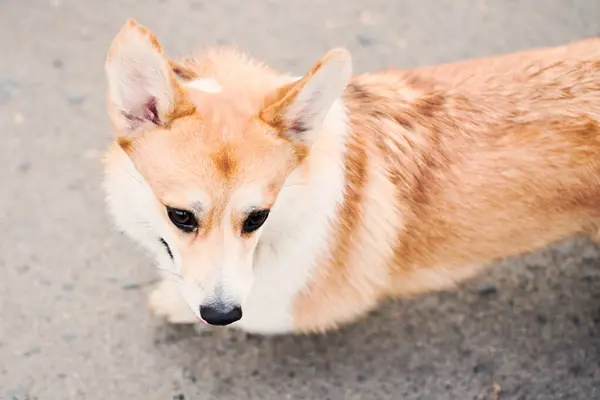 Pembroke Galeză Corgi Plimbare Portretul Unui Câine Parcul Toamnă — Fotografie, imagine de stoc