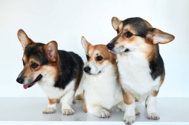 Pembroke Welsh Corgi portresi beyaz stüdyo arka planında kopyalanmış, üç safkan köpekten oluşan aile.