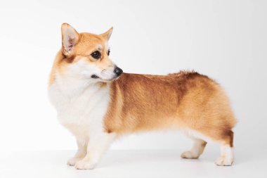 Pembroke Welsh Corgi portresi beyaz stüdyo arka planında izole edilmiş kopya alanı, safkan köpek