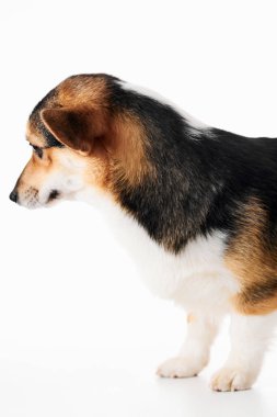 Pembroke Welsh Corgi portresi beyaz stüdyo arka planında izole edilmiş kopya alanı, safkan köpek