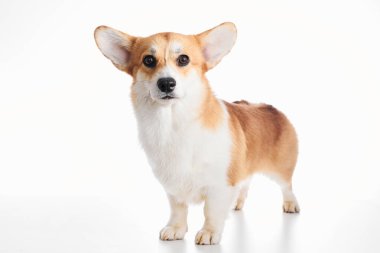 Pembroke Welsh Corgi portresi beyaz stüdyo arka planında izole edilmiş kopya alanı, safkan köpek