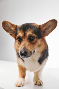 Pembroke Welsh Corgi portresi beyaz stüdyo arka planında izole edilmiş kopya alanı, safkan köpek