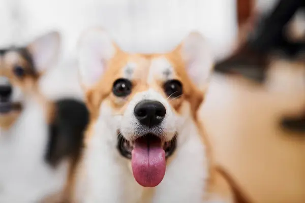 Pembroke Welsh Corgi Studio Background Close Portrait Smiling Dog Showing — Stock Photo, Image