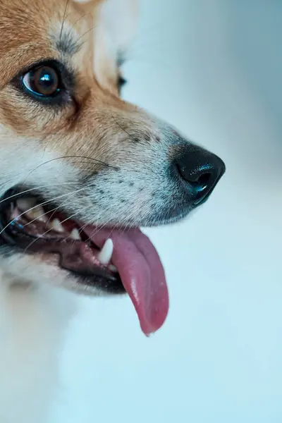 Pembroke Welsh Corgi Fundo Estúdio Close Retrato Cão Sorridente Mostrando — Fotografia de Stock
