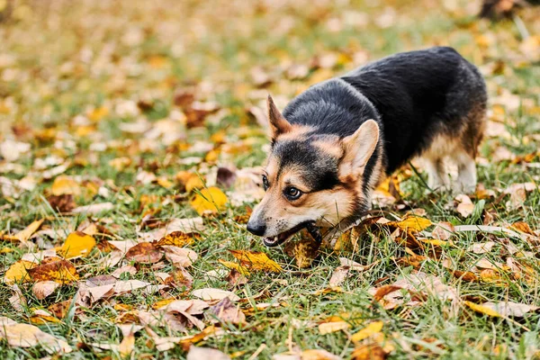 彭布罗克威尔士科奇散步 秋天公园里的狗的肖像 — 图库照片