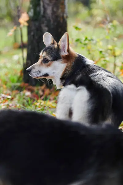 Pembroke Welsh Corgi Een Wandeling Portret Van Een Hond Het — Stockfoto
