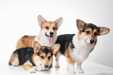 Pembroke Welsh Corgi portresi beyaz stüdyo arka planında kopyalanmış, üç safkan köpekten oluşan aile.