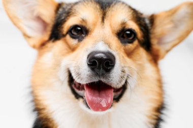 Pembroke Welsh Corgi portresi beyaz stüdyo arka planında izole edilmiş kopya alanı, safkan köpek