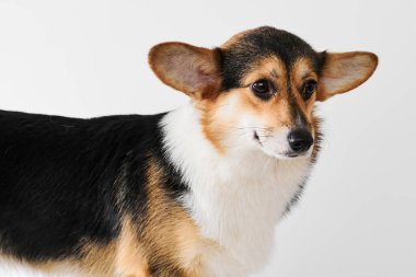 Pembroke Welsh Corgi portresi beyaz stüdyo arka planında izole edilmiş kopya alanı, safkan köpek