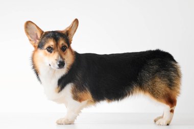 Pembroke Welsh Corgi portresi beyaz stüdyo arka planında izole edilmiş kopya alanı, safkan köpek