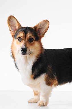 Pembroke Welsh Corgi portresi beyaz stüdyo arka planında izole edilmiş kopya alanı, safkan köpek