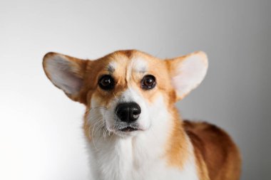 Pembroke Welsh Corgi portresi beyaz stüdyo arka planında izole edilmiş kopya alanı, safkan köpek