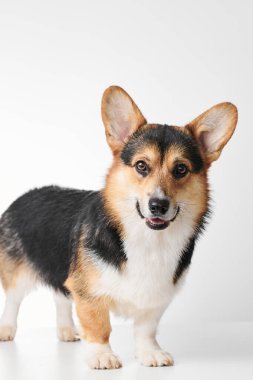 Pembroke Welsh Corgi portresi beyaz stüdyo arka planında izole edilmiş kopya alanı, safkan köpek