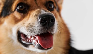 Stüdyo arka planında Pembroke Welsh Corgi, köpek ağızlığının yakın plan portresi