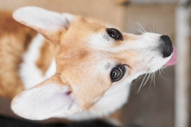 Stüdyo arka planında Pembroke Welsh Corgi, gülümseyen köpeğin dil gösteren portresi.