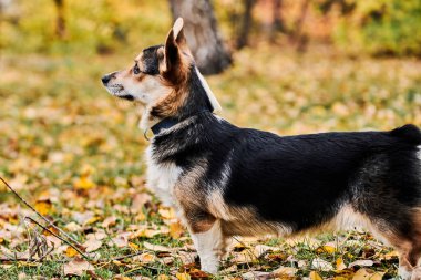 Pembroke Welsh Corgi yürüyüşe çıktı. Sonbahar parkında bir köpeğin portresi.
