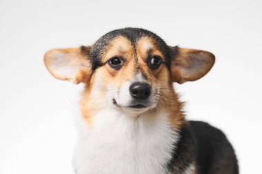 Pembroke Welsh Corgi portresi beyaz stüdyo arka planında izole edilmiş kopya alanı, safkan köpek