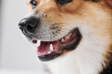 Stüdyo arka planında Pembroke Welsh Corgi, gülümseyen köpeğin dil gösteren portresi.