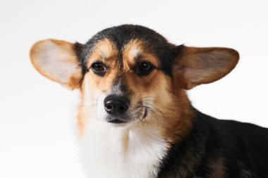 Pembroke Welsh Corgi portresi beyaz stüdyo arka planında izole edilmiş kopya alanı, safkan köpek