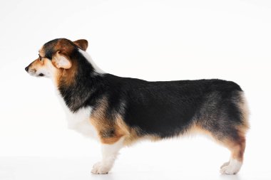 Pembroke Welsh Corgi portresi beyaz stüdyo arka planında izole edilmiş kopya alanı, safkan köpek