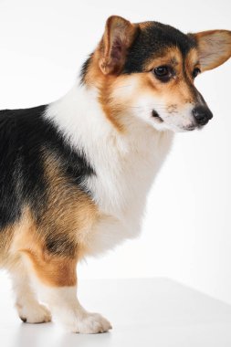 Pembroke Welsh Corgi portresi beyaz stüdyo arka planında izole edilmiş kopya alanı, safkan köpek