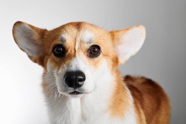 Pembroke Welsh Corgi portresi beyaz stüdyo arka planında izole edilmiş kopya alanı, safkan köpek