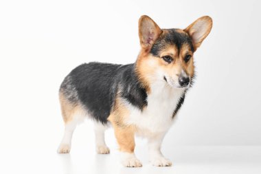 Pembroke Welsh Corgi portresi beyaz stüdyo arka planında izole edilmiş kopya alanı, safkan köpek