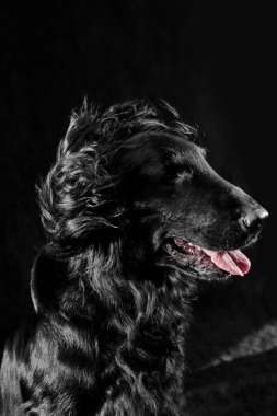 Koyu gri stüdyo arka planında izole edilmiş siyah düz kaplama av köpeği portresi, safkan köpek.